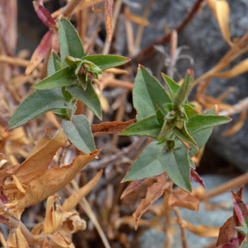 Epilobium canum, Hummingbird Trumpet